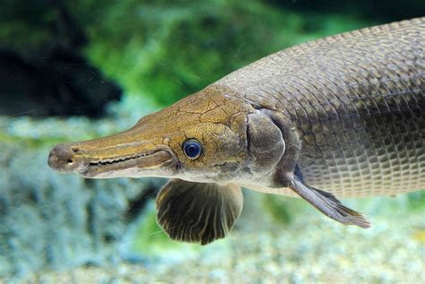 huge freshwater fish